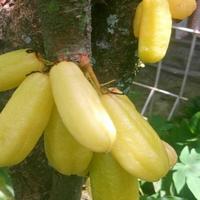 Gambar Bibit Tanaman Buah Belimbing Wuluh Kuning Siap Tanam dari cute anggur undefined 1 Tokopedia