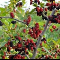 Gambar pohon buah murbei tinggi 150 cm dari Nurapni.store undefined 1 Tokopedia