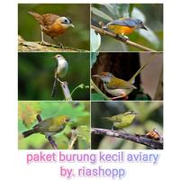 Gambar burung kecil sepasang 12ekor paket aviary hemat mewah dari riashop-2 undefined 1 Tokopedia