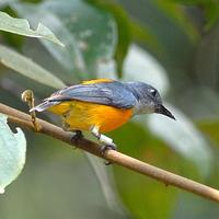 Gambar burung kecil sepasang 12ekor paket aviary hemat mewah dari riashop-2 undefined 5 Tokopedia