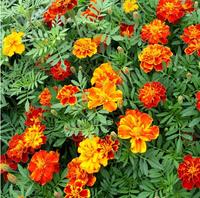 Gambar Benih Bunga Marigold Petite Mix Flower Unik Mudah Tumbuh Tahan Panas dari maemunahdewi undefined 2 Tokopedia