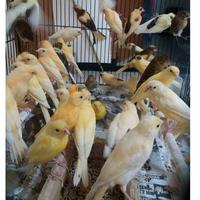 Gambar KENARI LOPER BAHAN /KENARI LOPER MALANG JANTAN dari RumahBurungNF undefined 1 Tokopedia