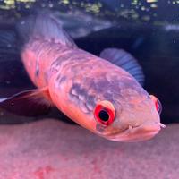 Gambar red barito channa dari Prime pride indonesia undefined 5 Tokopedia