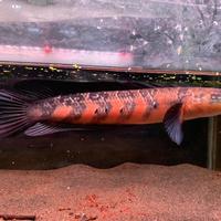 Gambar red barito channa dari Prime pride indonesia undefined 3 Tokopedia