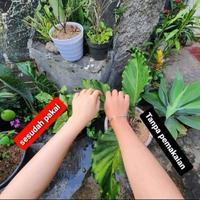 Gambar lulur bedak lotong asli dari jiah store undefined 3 Tokopedia