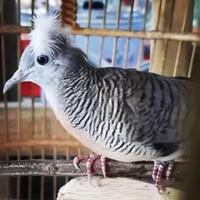 Gambar paket aviary perkutut mewah 6ekor dari riashop-2 undefined 3 Tokopedia