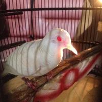 Gambar paket aviary perkutut mewah 6ekor dari riashop-2 undefined 4 Tokopedia
