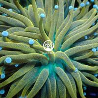 Gambar Phytoplankton Nannochloropsis - Phyto - Pakan Coral - Plankton dari Alvea Reef undefined 3 Tokopedia