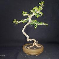 Gambar paket bonsai 5 pohon dari D&#39;bonsai shop undefined 1 Tokopedia