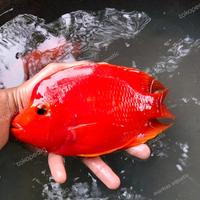 Gambar ikan kingkong parrot red mamon dari markas aquatic undefined 1 Tokopedia