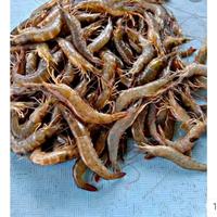 Gambar Udang Api Segar 1kg dari Seafood Wike undefined 1 Tokopedia