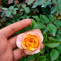 Gambar tanaman mawar import vuvuzela dari Risma Florist Batu undefined 1 Tokopedia