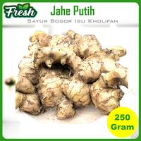 Gambar Jahe Putih Besar Bumbu Dapur Rempah Rempah Sayuran Segar Bogor dari Sayur Ibu Kholifah undefined 1 Tokopedia
