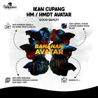 Gambar CUPANG HALFMOON AVATAR FISHKINIAN (BAHANAN) BERGARANSI dari FISHKINIANSTORE undefined 3 Tokopedia