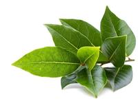 Gambar Bubuk Daun Salam Murni kemasan 500 gram/Tepung Daun Salam Murni 500 gr dari RejekiGrosirJogja undefined 2 Tokopedia