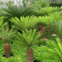 Gambar pohon tanaman palem sikas atau palm pakis haji dari Tanaman store69 undefined 3 Tokopedia