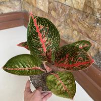 Gambar aglonema adelia tanaman dari dinar_greenhouse undefined 1 Tokopedia