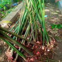 Gambar Tanaman Lengkuas Bibit Lengkuas Bibit Laos Merah Murah Batang 15-40cm untuk Cocok Tanam Luar Kota dari najabmart undefined 1 Tokopedia