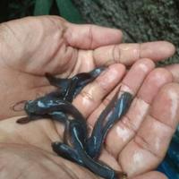Gambar BIBIT BENIH IKAN LELE HITAM SANGKURIANG dari MOLI AQUASCAPE undefined 1 Tokopedia