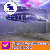 Gambar Channa Green Marulius Kaltara 40cm / Chana Maru dari Shae Aquarium undefined 1 Tokopedia