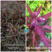 Gambar Limnophila Aromatica - Tanaman Stemplant Aquascape Aquarium dari ziaquaticplant undefined 1 Tokopedia