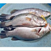 Gambar Ikan Kakap Putih Segar 1kg dari Seafood Wike undefined 1 Tokopedia