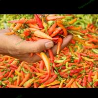 Gambar CABE RAWIT MERAH RAWIT SETAN 100GR PEKANBARU dari SegardaunPku02 undefined 1 Tokopedia