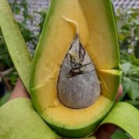 Gambar bibit alpukat mentega jumbo dari Sumber sri rejeki undefined 1 Tokopedia