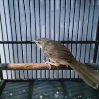 Gambar burung ciblek gunung cigun jantan gacor istimewa dari riashop-2 undefined 2 Tokopedia