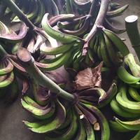 Gambar pisang tanduk Kalimantan papua legit manis kukus goreng Panggang rebus dari Asan Buah Segar undefined 2 Tokopedia