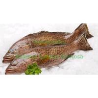 Gambar ikan kerapu - 1 kg dari Makmur Lautan Sentosa undefined 2 Tokopedia