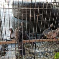 Gambar burung tekukur - sepasang dari birdshop pup undefined 2 Tokopedia