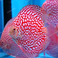 Gambar Discus Chekerboard Mulai Ukuran 1 cm ( - 1cm dari Fishtreasure. id undefined 1 Tokopedia