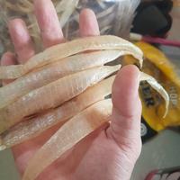 Gambar gelembus ikan/gelembung ikan/fish maw dari Rogerr777 undefined 2 Tokopedia