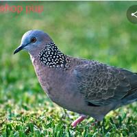 Gambar burung tekukur - sepasang dari birdshop pup undefined 1 Tokopedia