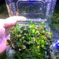 Gambar Bucephalandra Mini Medium Porsi Mika | Buche Mini Aquarium Aquascape dari draquatic new undefined 1 Tokopedia
