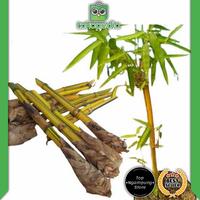 Gambar Stek bambu kuning per batang - khusus harga grosir dari Toko Tradisi undefined 1 Tokopedia