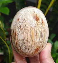 Gambar 180 gr Fosil Kayu Bentuk Telur - Egg Stone Petrified Wood - Yoga Sone dari CV-GEMAFIA undefined 1 Tokopedia