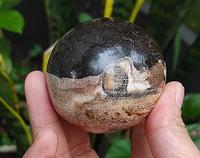 Gambar 180 gr Fosil Kayu Bentuk Telur - Egg Stone Petrified Wood - Yoga Sone dari CV-GEMAFIA undefined 3 Tokopedia