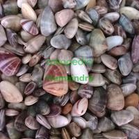 Gambar Kerang remis hidup 1kg (Hewan laut Kepulauan Riau) dari Humaindra undefined 1 Tokopedia