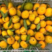 Gambar Jeruk Shantang Daun 1krat dari Ari NK Freshfruits undefined 1 Tokopedia