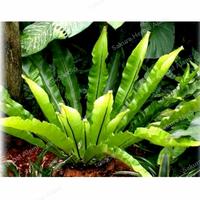 Gambar tanaman hias tempel kadaka jumbo dari Sakura Herbal Alami undefined 2 Tokopedia