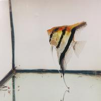 Gambar Manfish / Angelfish Red Back Amapa Wild Caught dari Taman Guppy dan Aquascape undefined 1 Tokopedia