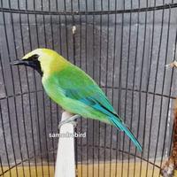 Gambar Burung cucak ranting bahan rawatan dari Samodro Bird undefined 1 Tokopedia