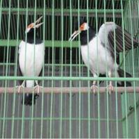 Gambar burung jalak suren sepasang jodohan mapan dari riashop-2 undefined 2 Tokopedia
