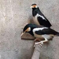 Gambar burung jalak suren sepasang jodohan mapan dari riashop-2 undefined 1 Tokopedia