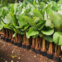 Gambar tanaman hias pisang calathea, pisang pisangan calatea dari MEKAR INDAH_NEW undefined 3 Tokopedia