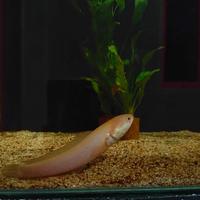Gambar channa limbata golden xanthic dari oziaquatic undefined 1 Tokopedia