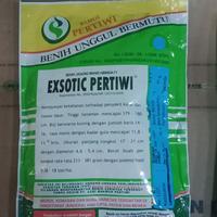 Gambar benih jagung manis exotic pertiwi 1750 biji dari BAKUL BENIH_NEW undefined 2 Tokopedia