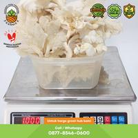 Gambar Jamur Tiram Putih Per 5 KG (Harga Grosir) dari Yezbozz Shop undefined 3 Tokopedia